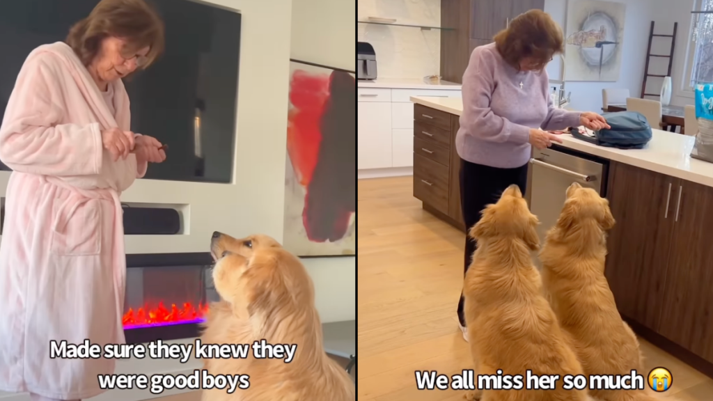 grandma Golden Retrievers video