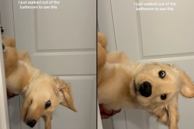 Golden Retriever puppy video