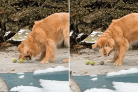 Golden Retriever tennis ball viral video