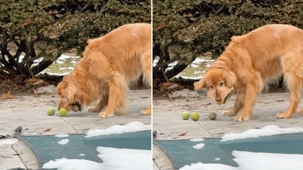 Golden Retriever tennis ball viral video