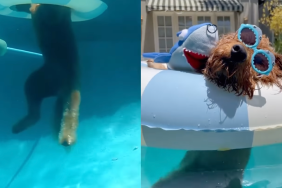 dog relax pool video