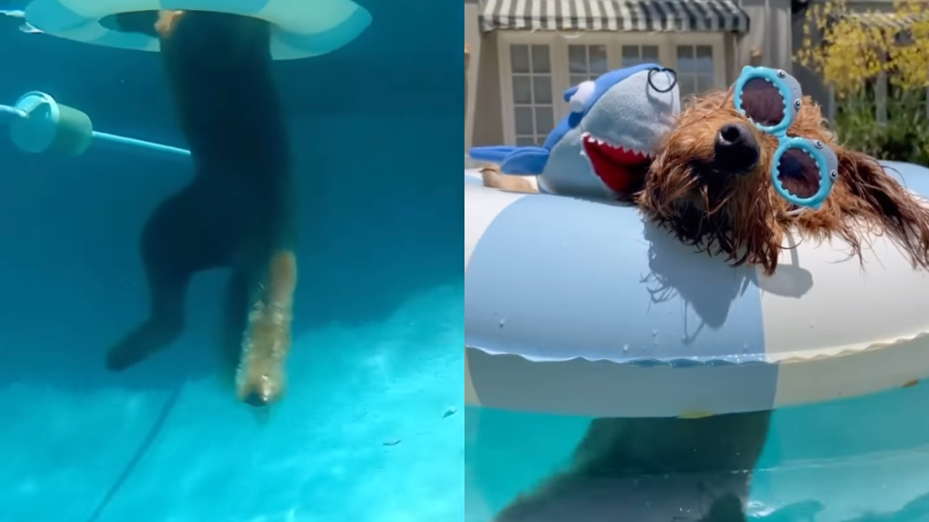 dog relax pool video