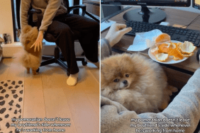 Pomeranian dad work video