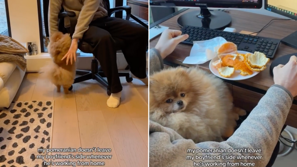 Pomeranian dad work video