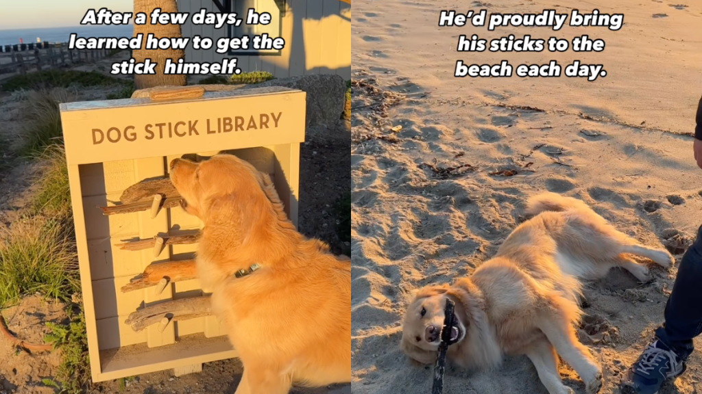 Golden Retriever stick video