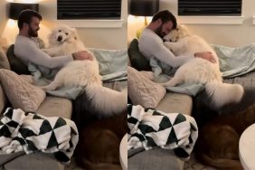 dog rest pet video