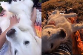 Golden Retrievers therapy plops video