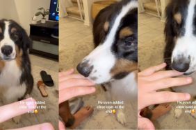 Instagram video shows dog is a nail tech professional
