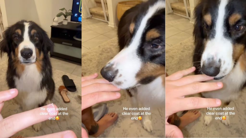 Instagram video shows dog is a nail tech professional