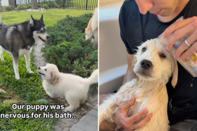 Golden Retriever bath video