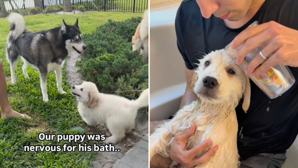 Golden Retriever bath video