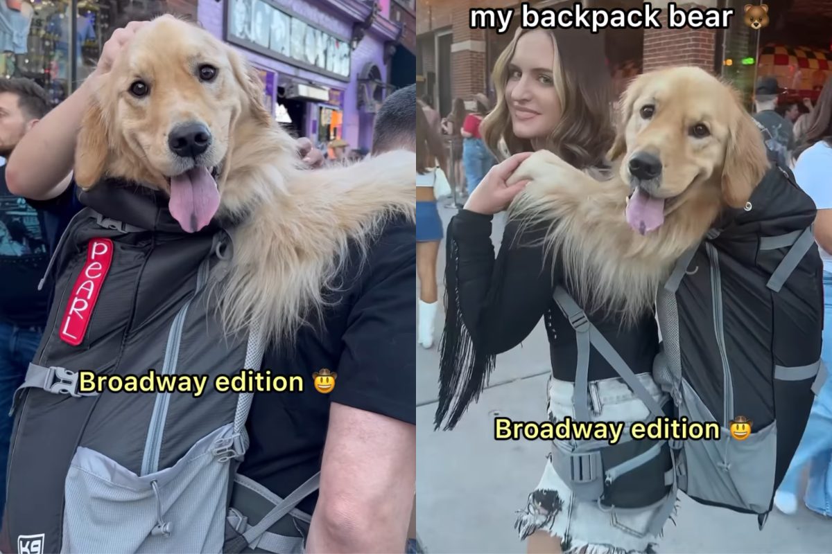 Video: Golden Retriever Spreads Joy On Broadway Backpack Tour With