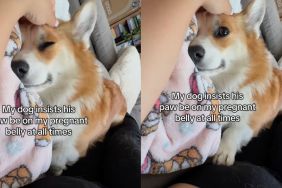 Corgi places his hand on mom's baby bump even after she removes it in video
