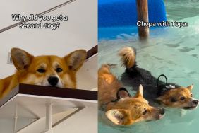 Owner shows Corgi's life before and after welcoming sibling in video