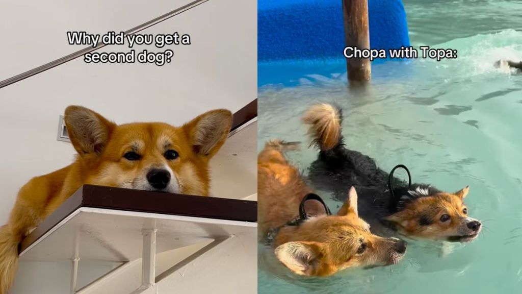 Owner shows Corgi's life before and after welcoming sibling in video