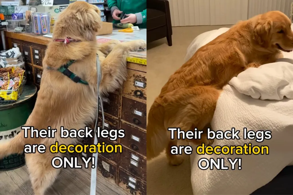 Golden Retriever back legs video