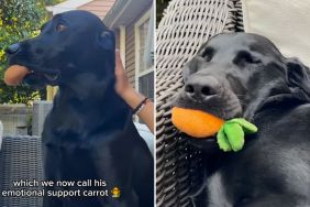 Labrador video