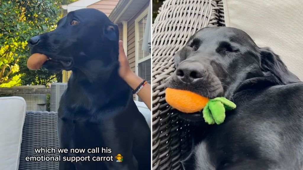 Labrador video