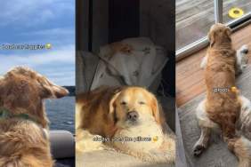 Video: Owner Can’t Pick a Favorite Out of Golden Retriever’s Adorable Antics