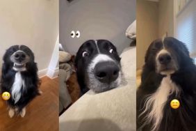 Video: Owner Reveals 'Many Different Faces' of a Border Collie