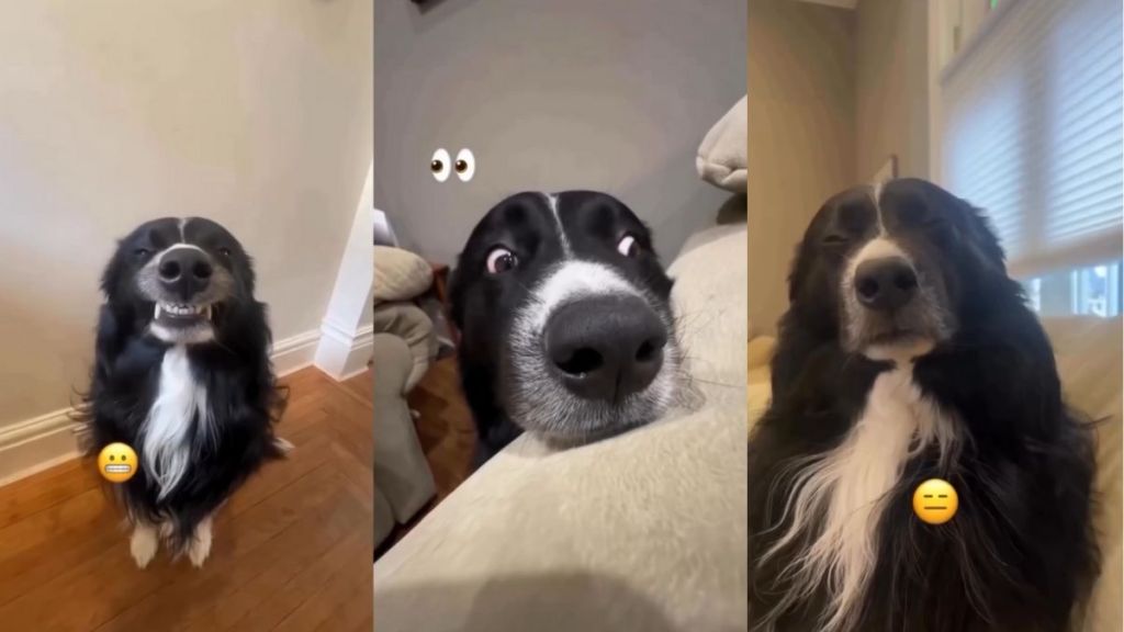 Video: Owner Reveals 'Many Different Faces' of a Border Collie