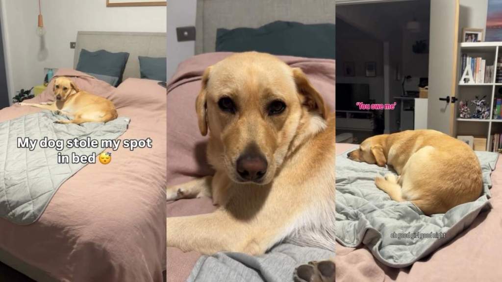 Video: Dog Steals Owner's Spot in Bed & Acts Nonchalant About It