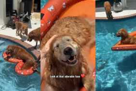 Video: New Pool Floatie Is a Massive ‘Hit’ Among Golden Retrievers