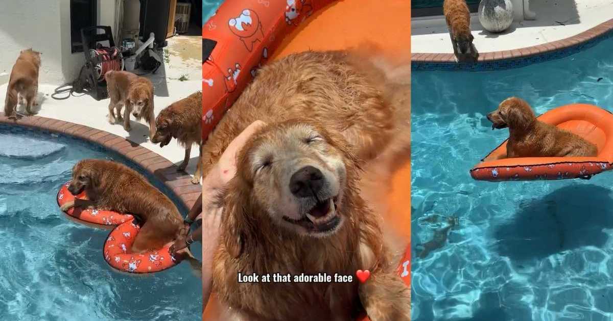 Video: New Pool Floatie Is a Massive ‘Hit’ Among Golden Retrievers