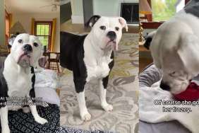 Video: Dog Clearly Communicates Her Treat Be Given Early & Wins the Battle