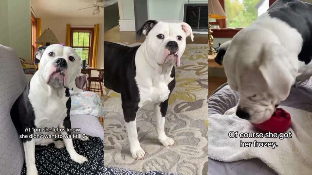 Video: Dog Clearly Communicates Her Treat Be Given Early & Wins the Battle