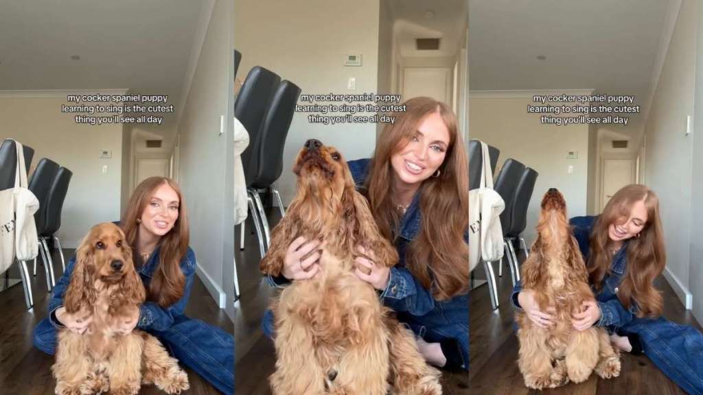 Cocker Spaniel Puppy Learns To Sing in Adorable Video