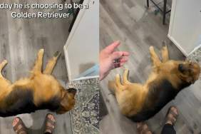 Video: Golden Shepherd ‘Chooses To Be a Golden Retriever’ for a Day