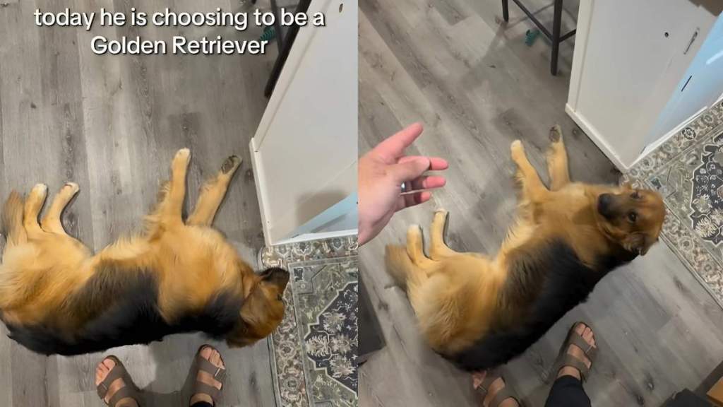 Video: Golden Shepherd ‘Chooses To Be a Golden Retriever’ for a Day