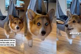 Video: Owner Comes up With a Brilliant Idea To Trim Corgi’s Nails