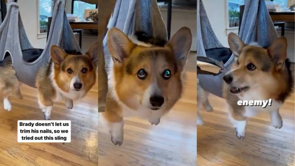 Video: Owner Comes up With a Brilliant Idea To Trim Corgi’s Nails