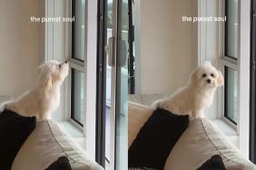 Video: Tiny Dog Enjoys Breeze to His Heart's Content