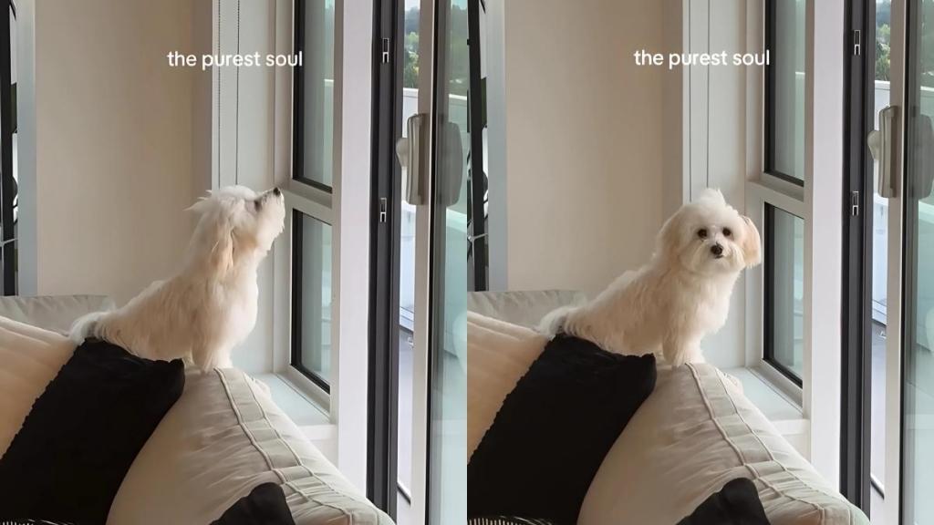 Video: Tiny Dog Enjoys Breeze to His Heart's Content