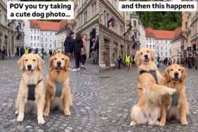 Video: Golden Retriever Siblings’ Hug Captures Hearts