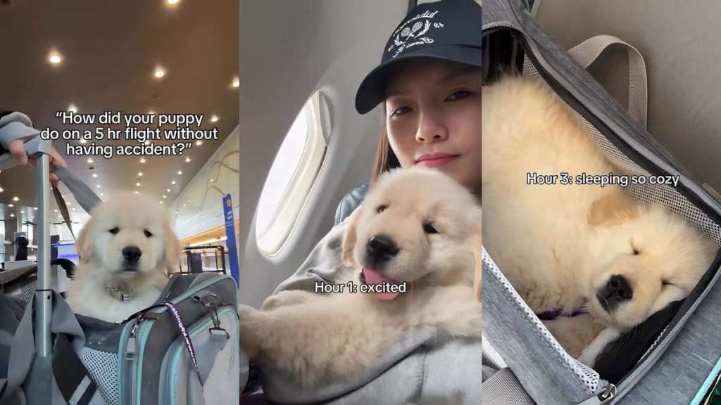 Video: Golden Retriever Puppy Proves He's a Pro Traveller on 5-Hour Flight