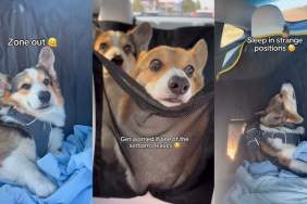 Video: Owner Shows What Corgis Do During Car Rides