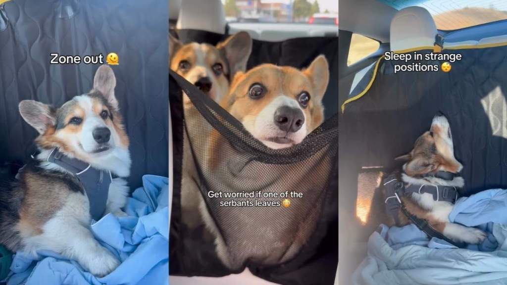 Video: Owner Shows What Corgis Do During Car Rides