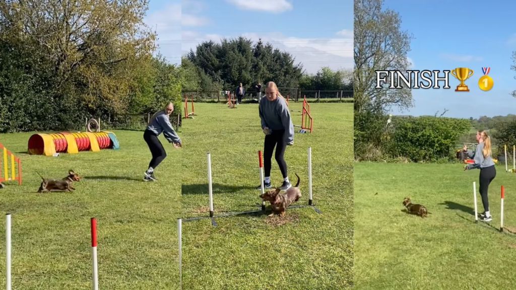 Dachshund's 'little legs' aren't to be taken lightly in agility challenge video