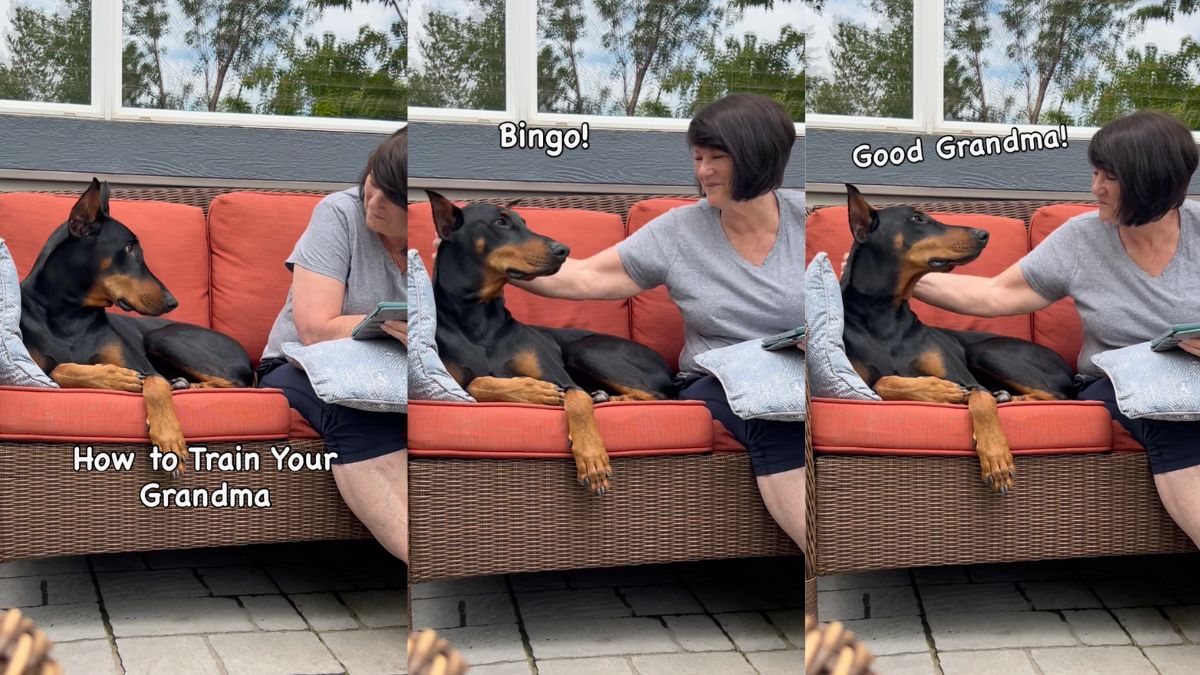 Doberman-train-scratches-video.jpg