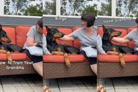 Instagram video shows how Doberman teaches grandma the right way to scratch him