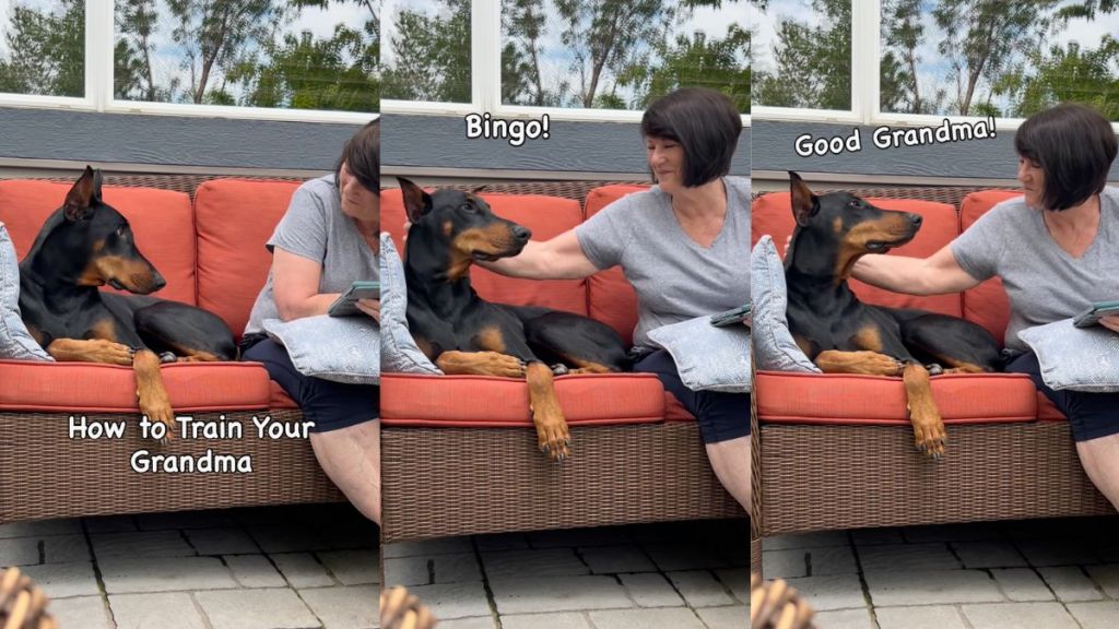 Instagram video shows how Doberman teaches grandma the right way to scratch him