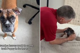 dog bed video