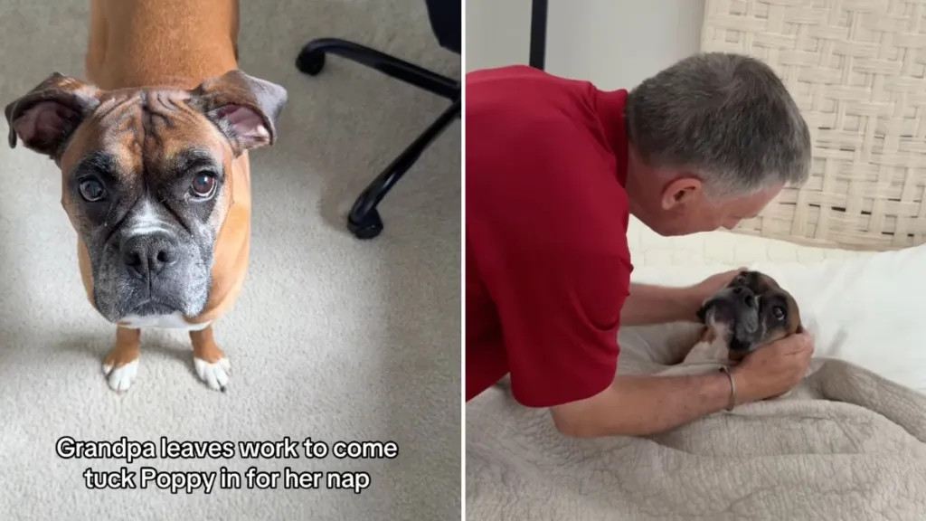 dog bed video