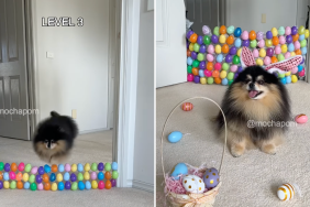 Pomeranian video