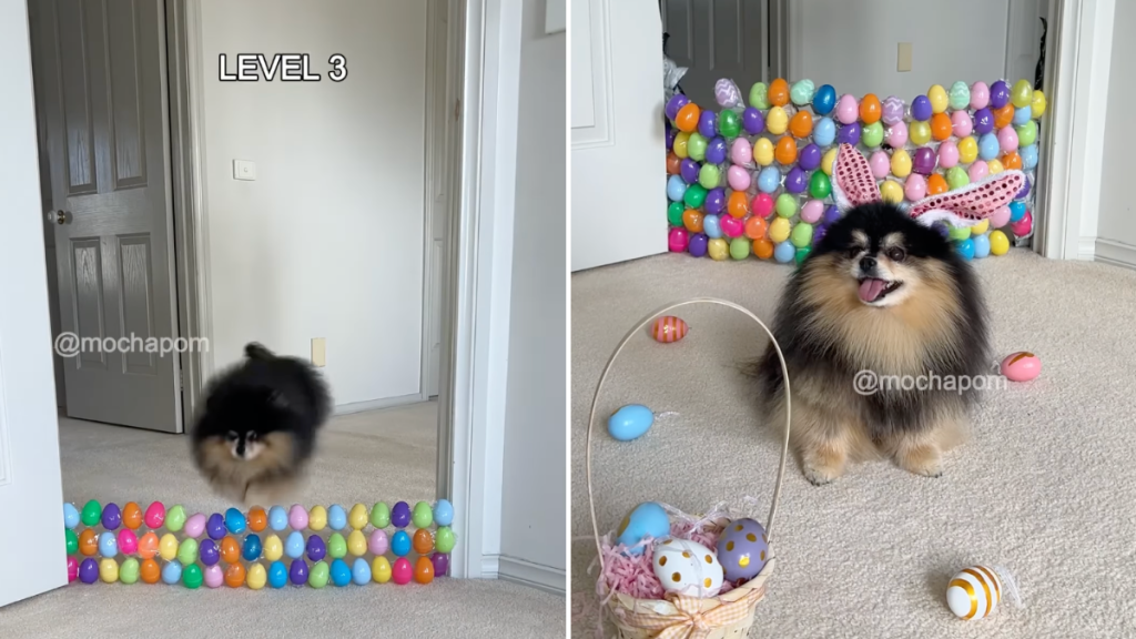 Pomeranian video