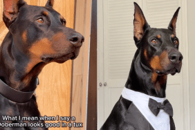 Doberman tuxedo video